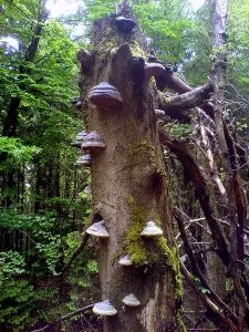 Amadou, champignon utilisé comme allume-feu naturel