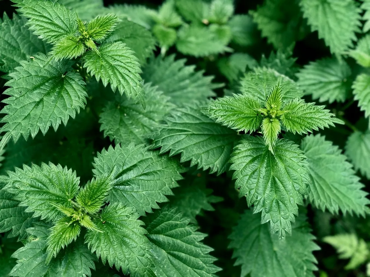 Feuilles d'ortie dioïque en gros plan, bord denté et poils urticants
