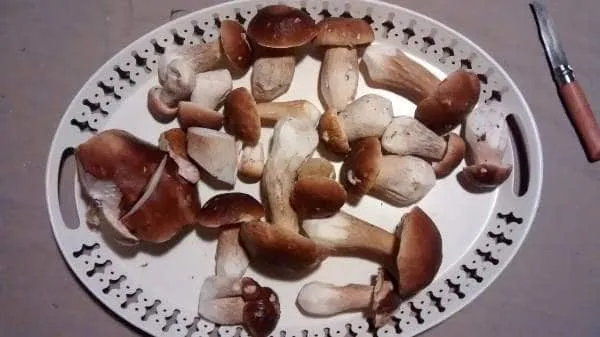 Identifier les champignons : quelques conseils…