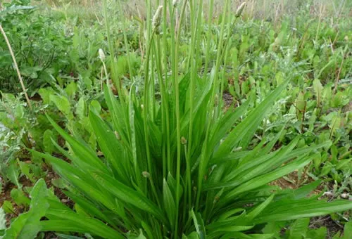 Comment se nourrir dans la nature ?
